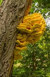 Трутовик серно-желтый (Laetiporus sulphureus) сушеный – 100 грамм ТС-01С фото — Dikoros