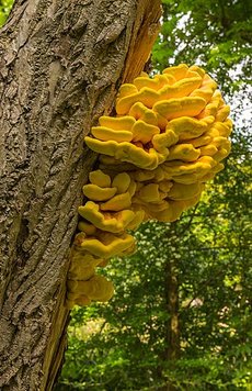 Трутовик серно-желтый (Laetiporus sulphureus) сушеный – 100 грамм ТС-01С фото