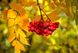Red rowan (Sorbus aucuparia) dried - 100 grams