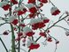 Рябина красная (Sorbus aucuparia) сушеная – 100 грамм. ГК-01С фото 2