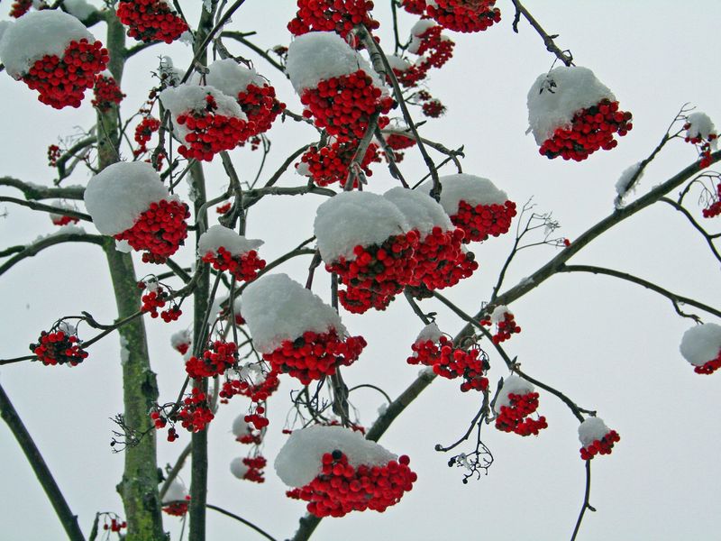 Рябина красная (Sorbus aucuparia) сушеная – 100 грамм. ГК-01С фото