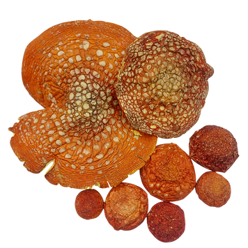 Шляпки мухомору червоного (Amanita muscaria) сушені, сорт Еліт - 200 грам МХМЧ-200ЕС24 — Dikoros