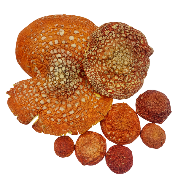 Шляпки мухомору червоного (Amanita muscaria) сушені, сорт Еліт - 200 грам МХМЧ-200ЕС24 — Dikoros