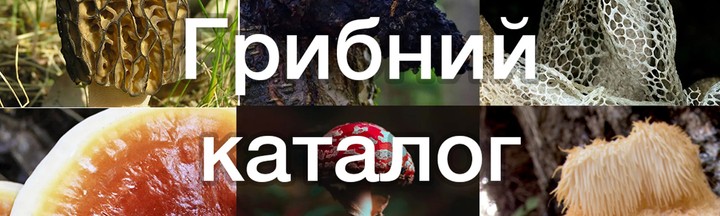 Каталог дикорослиї грибів України