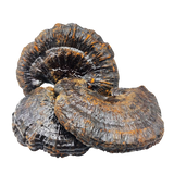 Трутовик лакированный (Рейши) (Ganoderma lucidum) – 1 грамм РШ-01С фото — Dikoros