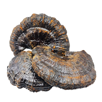 Трутовик лакований (Рейші) (Ganoderma lucidum) - 1 грам РШ-01С — Dikoros