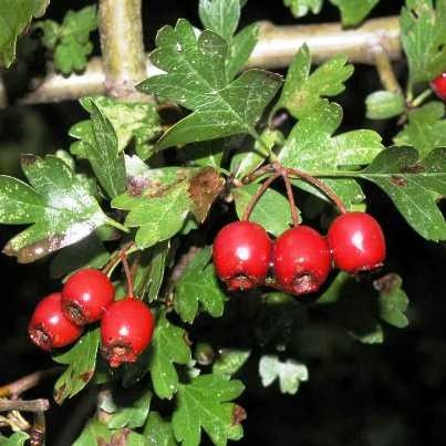 Hawthorn berries (Crataegus) dried - 100 grams