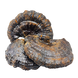 Трутовик лакований (Рейші) (Ganoderma lucidum) - 1 грам РШ-01С фото 1