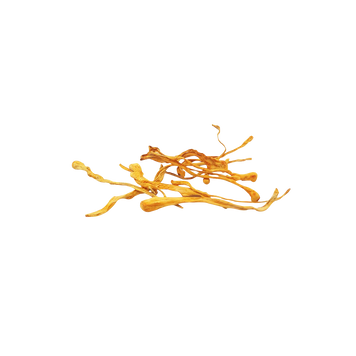 Кордицепс військовий (Cordyceps) сушений КС-01С — Dikoros