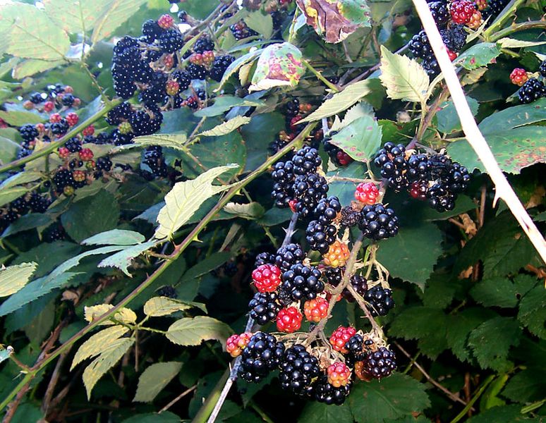 Dried blackberry (Eubatus) - 100 grams