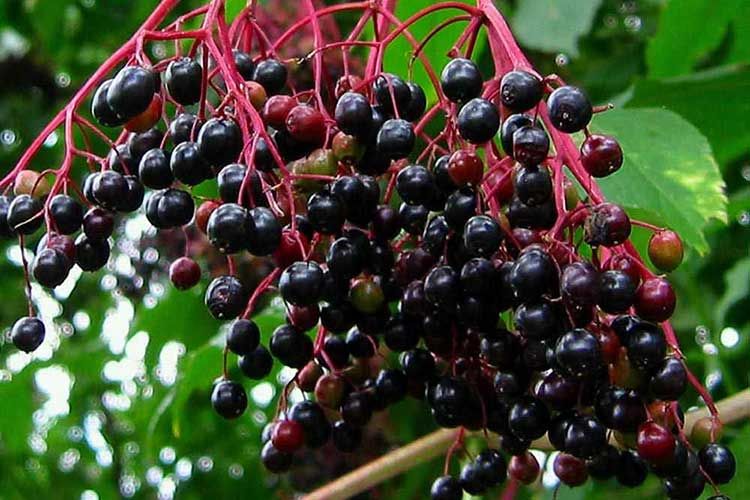 Elderberry (Sambucus) dried - 100 grams