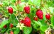 Земляника лесная (Fragaria vesca) сушеные ягоды - 100 грамм СН-01С фото 1