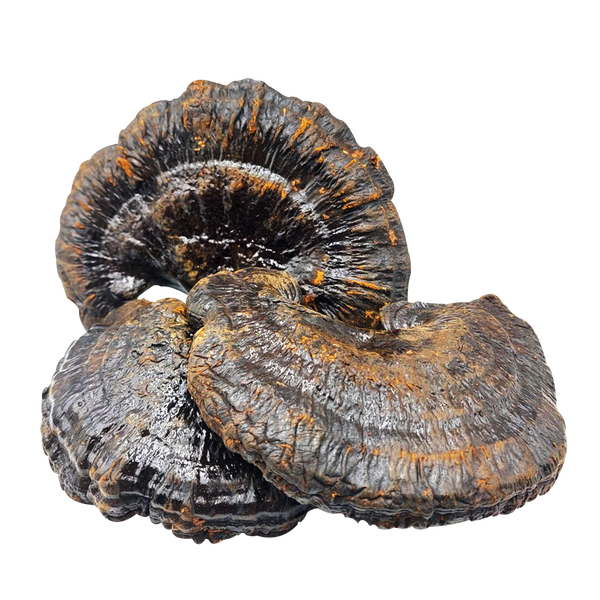 Трутовик лакований (Рейші) (Ganoderma lucidum) порошок - 1 грам РШ-01СП — Dikoros