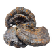 Трутовик лакований (Рейші) (Ganoderma lucidum) порошок - 1 грам РШ-01СП фото 1 — Dikoros