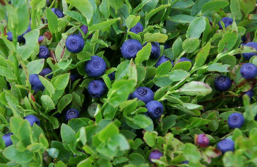 Blueberry leaves (Vaccinium myrtillus) dried - 50 grams