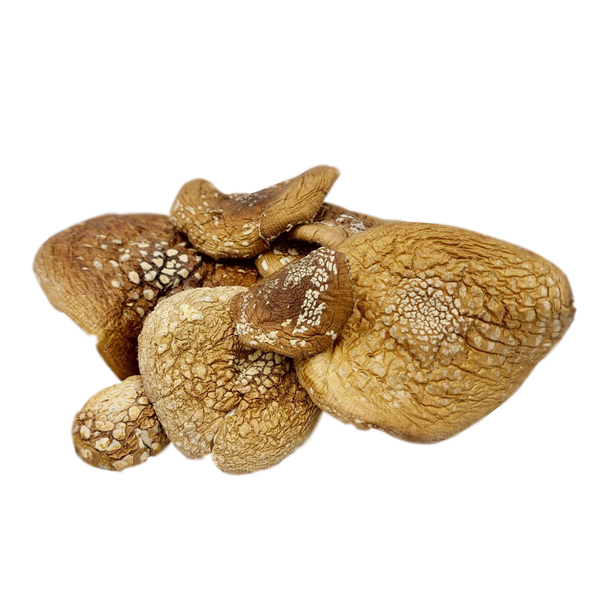 Шляпки мухомора пантерного (Amanita pantherina) сушеные, порошок – 1 грамм МХМП-01СП — Dikoros