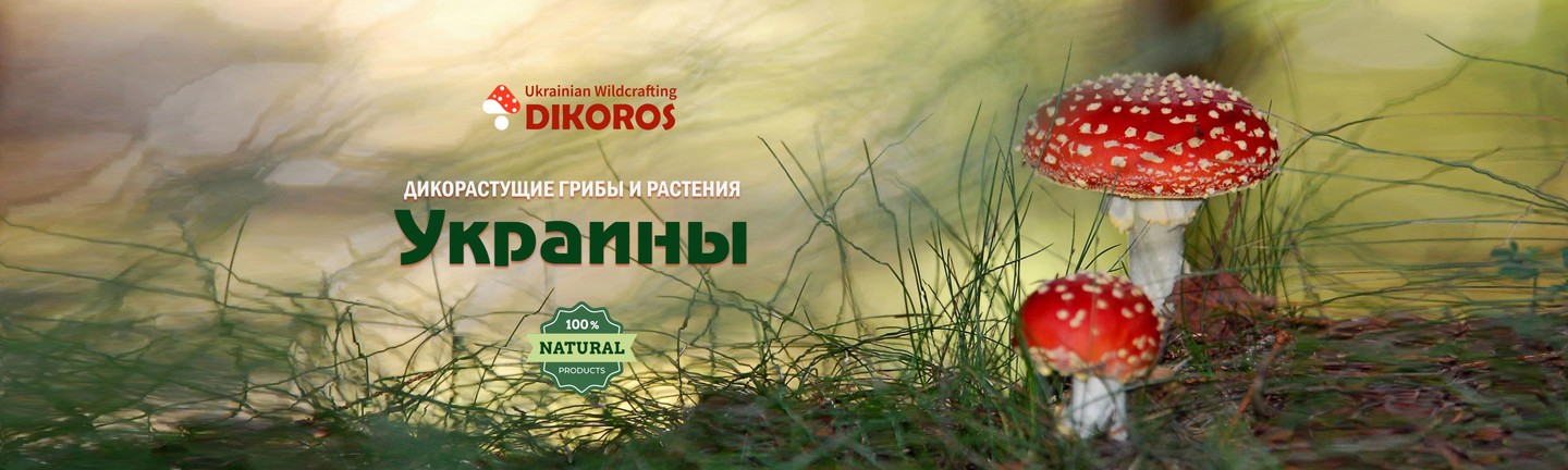 Дикорастущие растения и грибы Украины