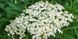 Бузина (Sambucus) квіти сушені - 50 грам КБН-01С  фото 1