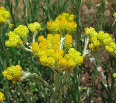 Цмин пісковий (Helichrysum arenarium) сушені квіти - 50 грам БК-01С фото