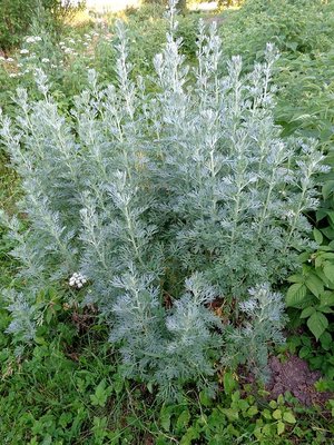 Wormwood (Artemisia absinthium) dried - 50 grams