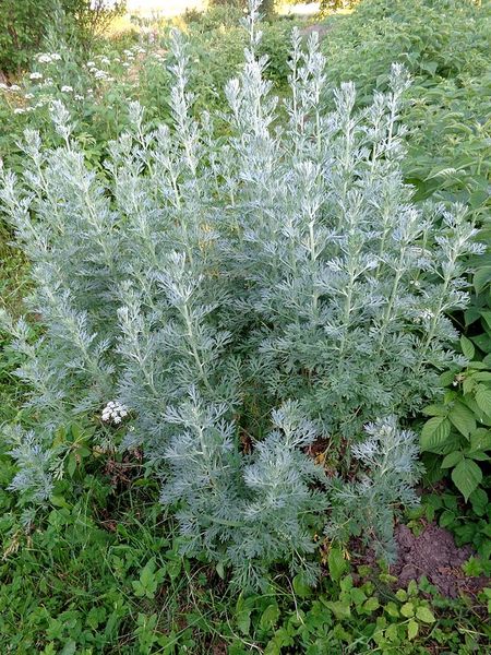Поли́н гірки́й (Artemisia absinthium) сушений - 50 грам ПГ-01С фото