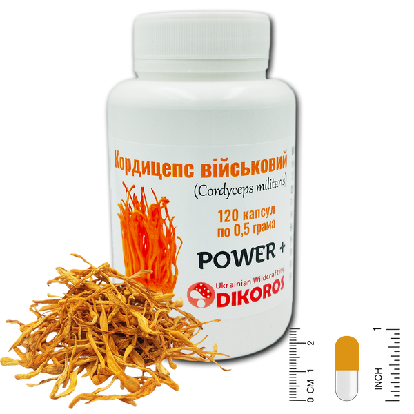 Microfosing Power+ Cordyceps military (Cordyceps militaris) 120 capsules of 0.5 grams КК-6005 — Dikoros