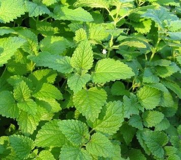 Мелисса лекарственная (лат. Melissa officinalis L) сушеная – 50 грамм МЛ-01С — Dikoros