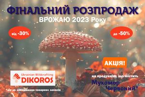 Акція! Фінальний розпродаж червоного мухомору врожаю 2023 року!