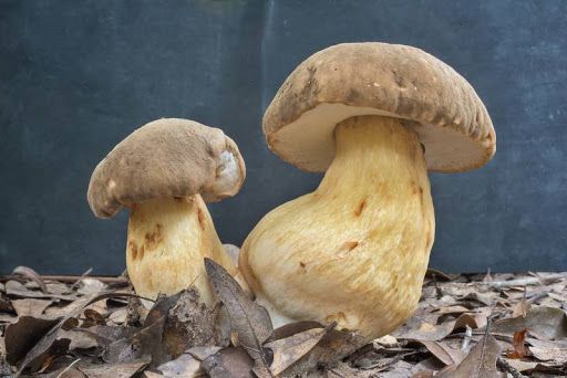 White mushroom (boletus) (Boletus edulis bulbosus) raw - 1 kg