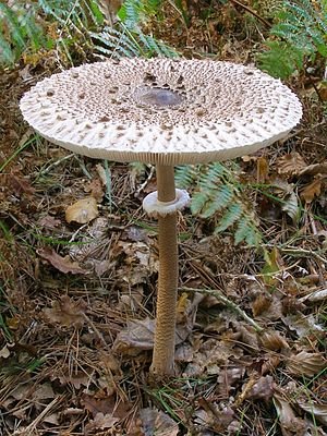Large umbrella mushroom (Macrolepiota procera) dried - 100 grams