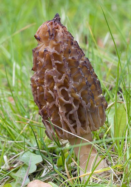 Morchella conica (lat. Morchella conica) dried, powder 1 grade - 50 grams СК-01СП50 — Dikoros