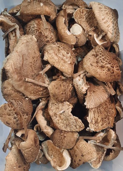 Гриб-зонтик великий (Macrolepiota procera) сушений - 100 грам ГЗ-01С фото