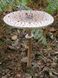 Гриб-зонтик великий (Macrolepiota procera) сушений - 100 грам ГЗ-01С фото 1